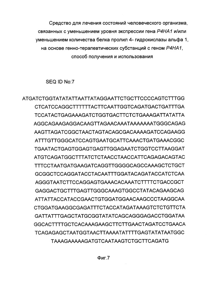 Средство для лечения состояний человеческого организма, связанных с уменьшением уровня экспрессии гена р4на1 и/или уменьшением количества белка пролил 4- гидрокислазы альфа 1 на основе генно-терапевтических субстанций с геном р4на1, способ получения и использования (патент 2658428)