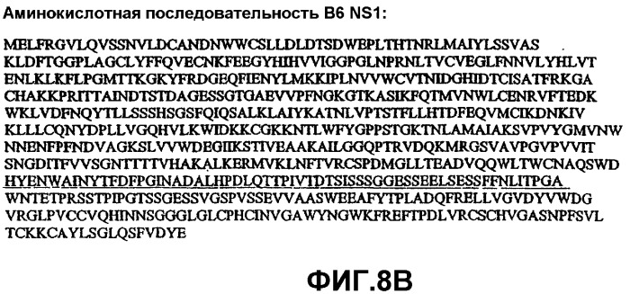 Способ выявления парвовируса b19 человека в биологическом образце (варианты) и набор для его осуществления (патент 2301263)