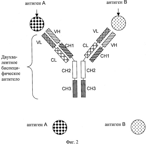 Двухвалентные биспецифические антитела (патент 2547615)