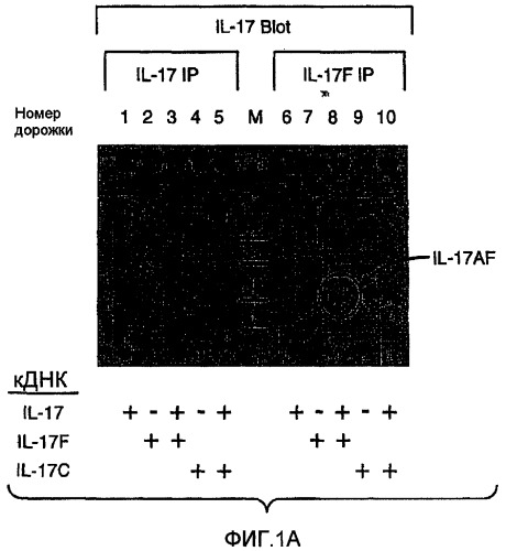 Гетеродимерные полипептиды il-17 a/f и возможности их лечебного применения (патент 2440134)