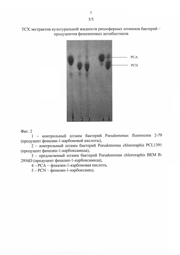 Штамм бактерий pseudomonas chlororaphis для защиты растений от фитопатогенных грибов и бактерий и стимуляции роста растений (патент 2588473)