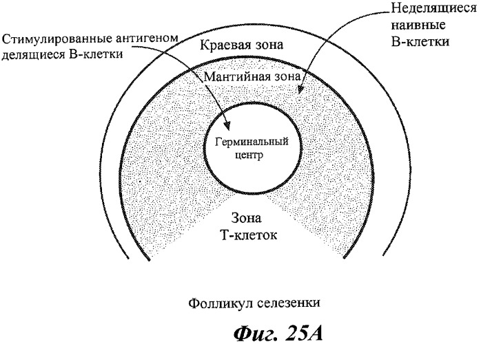 Антитела и иммуноконъюгаты и их применения (патент 2436796)