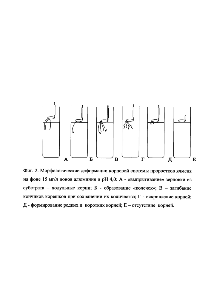 Морфотопографический способ оценки устойчивости сельскохозяйственных растений к ионной токсикации алюминием (патент 2608654)