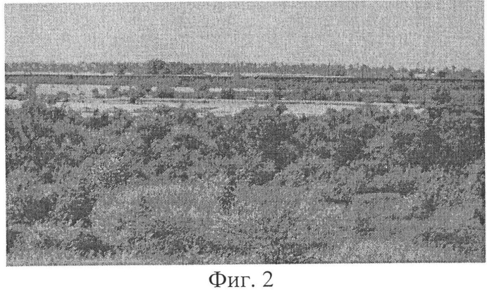 Способ реконструкции закустаренных пастбищ балочно-речных долин (патент 2579214)