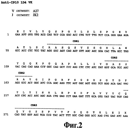 Выделенное антитело против ip-10, иммуноконъюгат и биспецифическая молекула на его основе, их композиции, способ лечения (варианты), кодирующая молекула нуклеиновой кислоты, соответствующий экспрессионный вектор, клетка-хозяин и гибридома (патент 2486199)