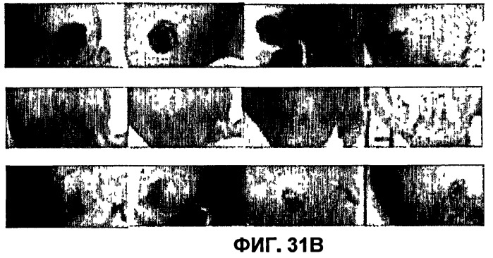 Конъюгаты rgd-пептидов и фотосенсибилизаторов порфирина или (бактерио)хлорофилла и их применение (патент 2450018)