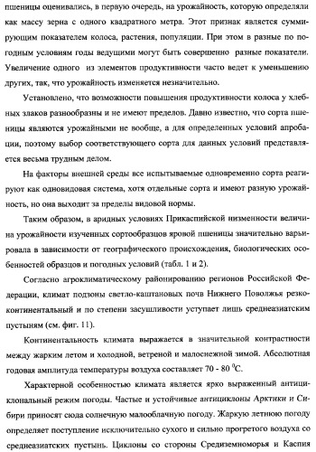 Способ возделывания яровой пшеницы предпочтительно в зоне светло-каштановых почв нижнего поволжья (варианты) (патент 2348137)