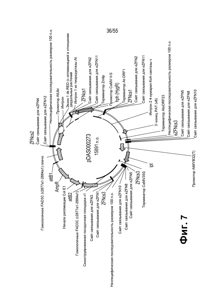 Локусы fad3 для выполнения операций и соответствующие связывающиеся со специфическими сайтами-мишенями белки, способные к вызову направленных разрывов (патент 2665811)
