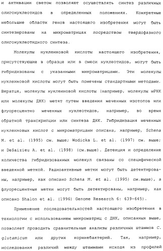 Гены corynebacterium glutamicum, кодирующие белки метаболических путей (патент 2306339)