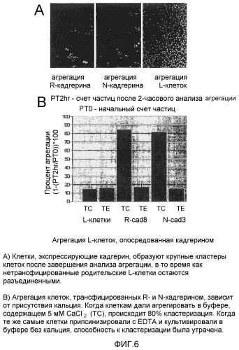 Селективные антагонисты r-кадгерина и способы (патент 2349598)
