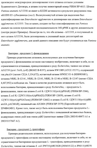 Способ получения l-аминокислот с использованием бактерии, принадлежащей к роду escherichia, в которой разрушен путь биосинтеза гликогена (патент 2315809)