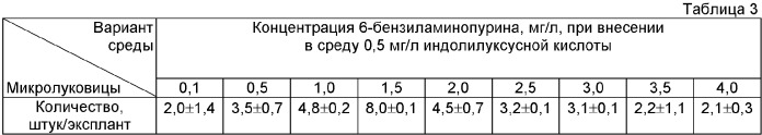 Способ размножения лилий in vitro (патент 2384050)