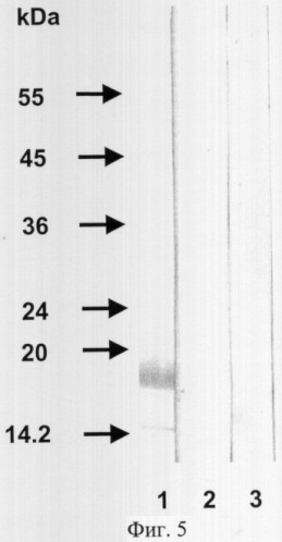 Рекомбинантная фагмидная днк phen-tab, содержащая ген одноцепочечного антитела человека, способного связывать фактор некроза опухоли альфа человека; рекомбинантный штамм бактерий escherichia coli-продуцент одноцепочечного антитела человека против фактора некроза опухоли альфа человека; рекомбинантное растворимое одноцепочечное антитело человека против фактора некроза опухоли альфа человека (патент 2307163)