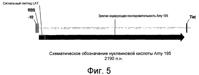 Композиции на основе полипептида  -амилазы из bacillus, вид 195, и их применение (патент 2459867)