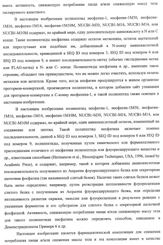 Способ получения фактора, связанного с контролем над потреблением пищи и/или массой тела, полипептид, обладающий активностью подавления потребления пищи и/или прибавления в весе, молекула нуклеиновой кислоты, кодирующая полипептид, способы и применение полипептида (патент 2418002)