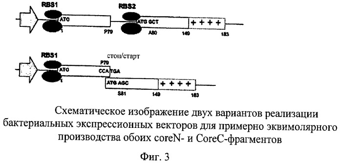 Частицы с расщепленным ядром, предназначенные для презентации чужеродных молекул, прежде всего для применения в вакцинах, и способ их получения (патент 2454462)
