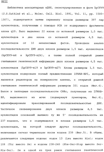 Белок ifnab-bpi, его предшественник, молекула днк, экспрессирующий вектор, способ продуцирования, фармацевтическая композиция для ингибирования активности ifn-  или ifn-  (патент 2336279)