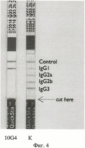 Штамм гибридных клеток животных mus musculus 10g4 - продуцент моноклональных антител, специфичных к капсульному fl антигену yersinia pestis (патент 2460787)