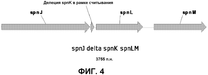 Штаммы spnk (патент 2580015)