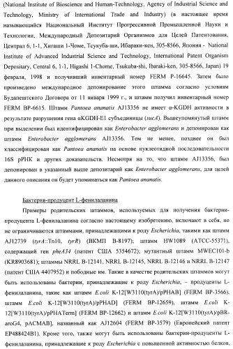 Способ конструирования оперонов, содержащих трансляционно сопряженные гены (патент 2411292)