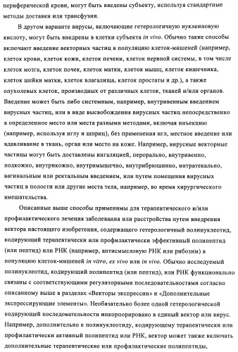 Способы и композиции для экспрессии антисмысловой вирусной рнк в клетках собаки (патент 2457250)