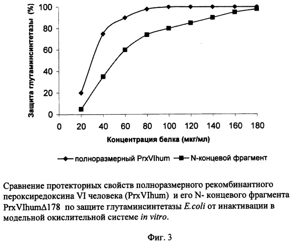 Рекомбинантная плазмидная днк pet23-a(+)prxvihum178, кодирующая n-концевой фрагмент пероксиредоксина vi человека, и штамм e.coli bl21/de3/pet23-a(+)/prxvihum178 - продуцент n-концевого фрагмента пероксиредоксина vi человека (патент 2250262)