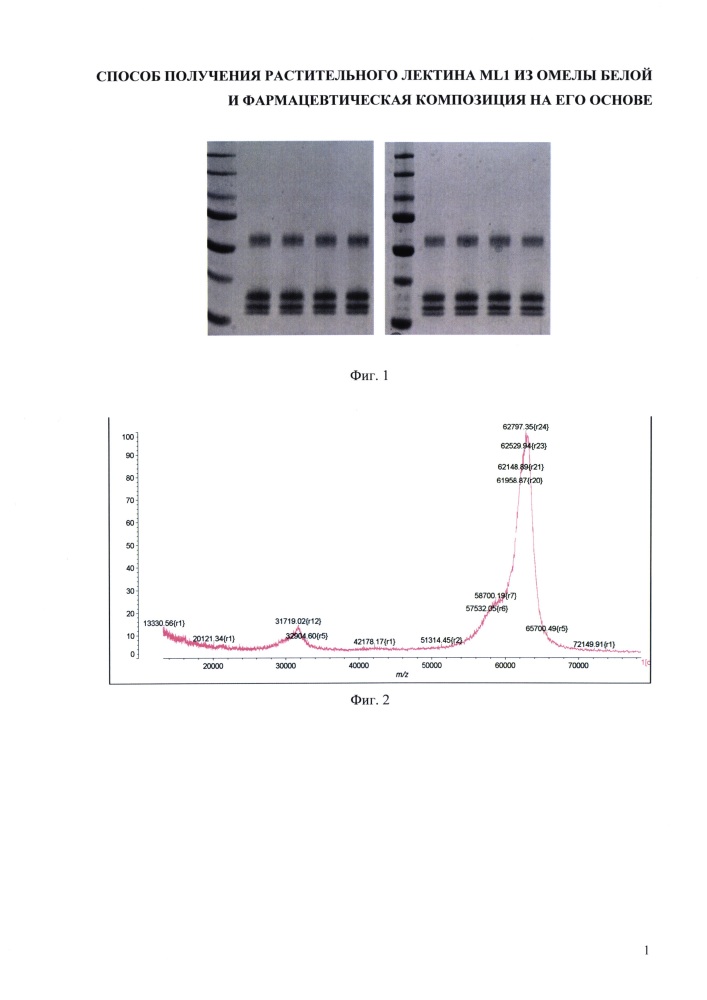 Способ получения растительного лектина ml1 из омелы белой и фармацевтическая композиция на его основе (варианты). (патент 2644332)