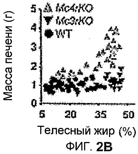 Новый пептид, участвующий в энергетическом гомеостазе (патент 2409590)