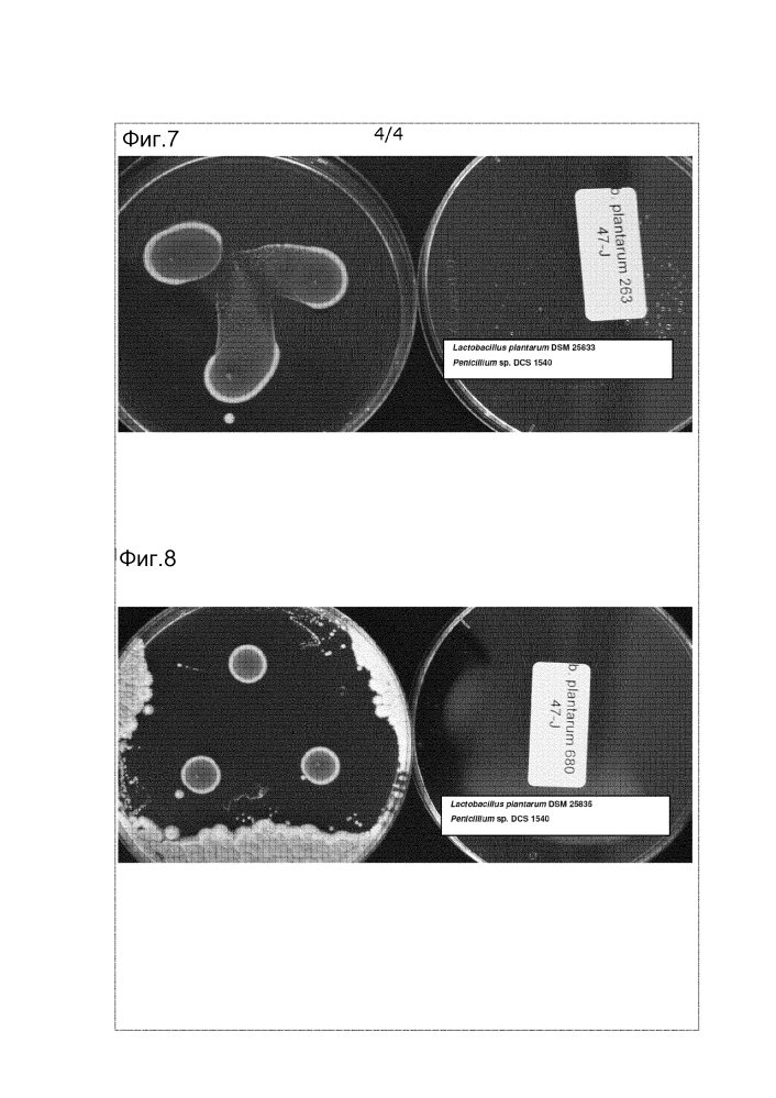 Штамм lactobacillus, обладающий ингибирующей активностью против дрожжей и плесневых грибов (варианты), и его применение (патент 2642306)