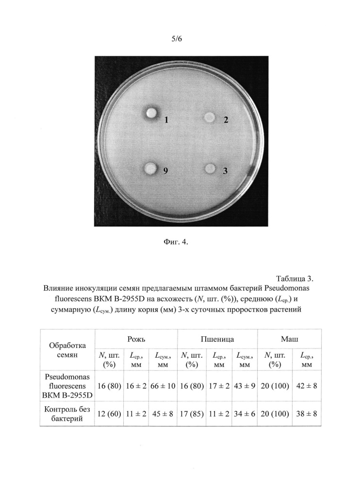 Штамм бактерий pseudomonas fluorescens для защиты растений от фитопатогенных грибов и бактерий и стимуляции роста растений (патент 2646160)