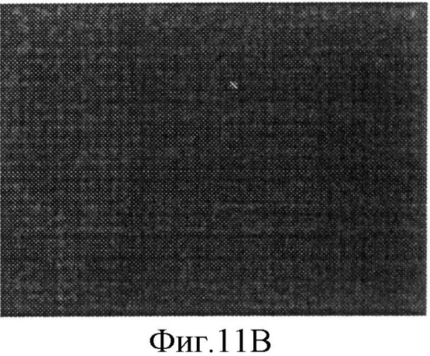 Гены, кодирующие главный капсидный белок l1 вируса папилломы человека, и их применение (патент 2494106)