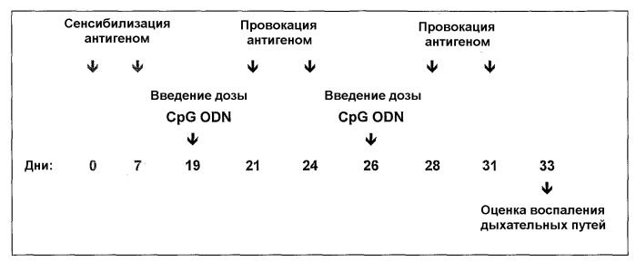 Полумягкие иммуностимулирующие олигонуклеотиды с-класса (патент 2393223)