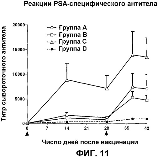Измененные рекомбинантные клетки (arc), предназначенные для продуцирования и доставки антивирусных агентов, адъювантов и акселераторов вакцин (патент 2335535)