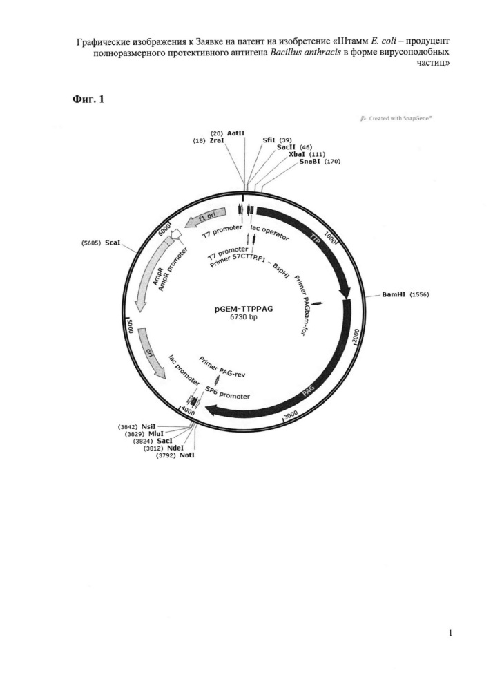 Штамм e.coli - продуцент полноразмерного протективного антигена bacillus anthracis в форме вирусоподобных частиц (патент 2633504)