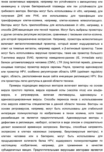 Полинуклеотидная последовательность, кодирующая полипептид вируса папилломы человека, ее применение, а также содержащие ее вектор и фармацевтическая композиция (патент 2354701)