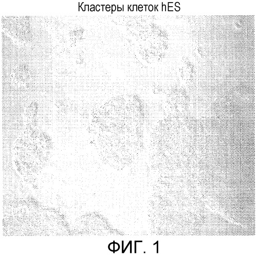 Культивирование отдельных эмбриональных стволовых клеток (патент 2473687)