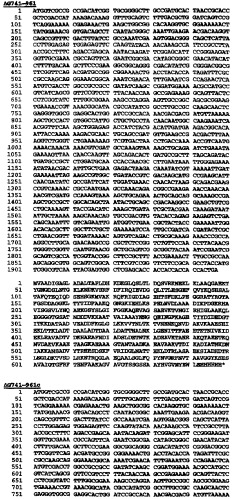 Гетерологичная экспрессия белков neisseria (патент 2299906)