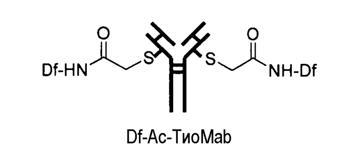 Конъюгаты меченных радиоактивным цирконием сконструированных антител с цистеиновыми заменами (патент 2562862)