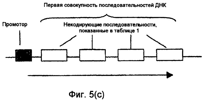 Конструкции нуклеиновой кислоты и способы получения масла с измененным составом из семян (патент 2392795)