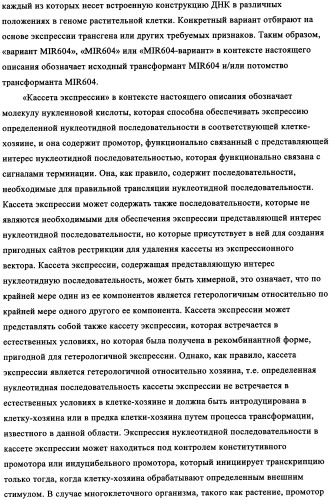 Вариант кукурузы mir604 (патент 2351122)