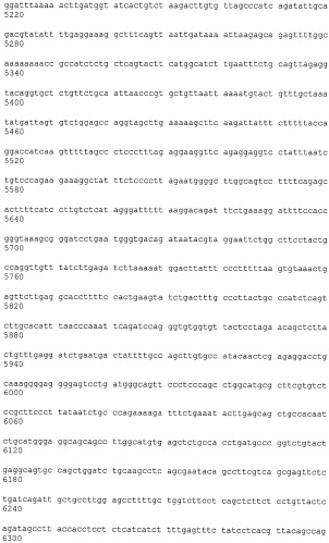 Иммортализованная клеточная линия птиц (патент 2475536)