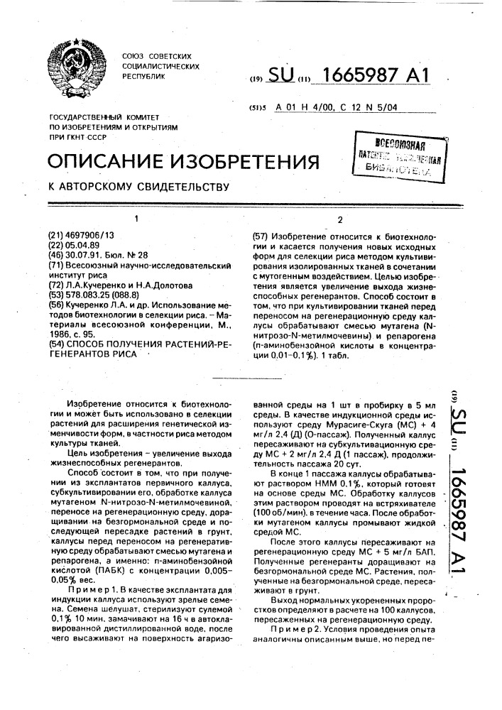 Способ получения растений-регенерантов риса (патент 1665987)