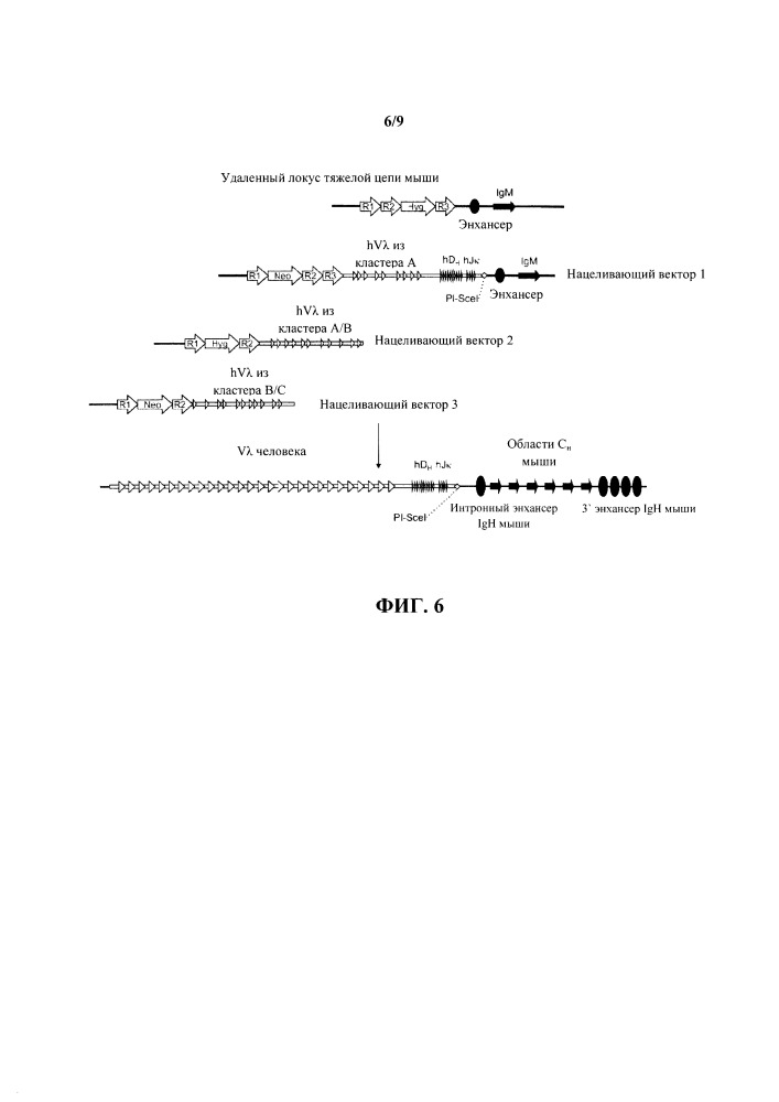 Гуманизированные грызуны, которые экспрессируют тяжелые цепи, содержащие домены vl (патент 2664185)