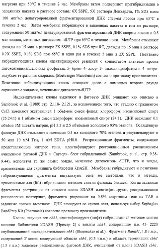 Модифицированная ксиланаза (патент 2394909)