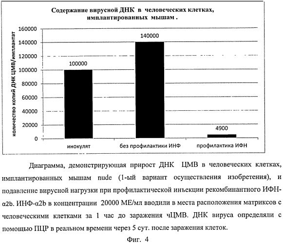 Способ моделирования цитомегаловирусной инфекции человека для изучения и тестирования противовирусных соединений и трансплантат для его осуществления (патент 2544287)