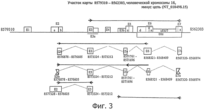 Способ диагностики неоплазм-ii (патент 2565540)