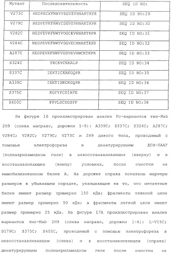 Антитела, сконструированные на основе цистеинов, и их конъюгаты (патент 2412947)