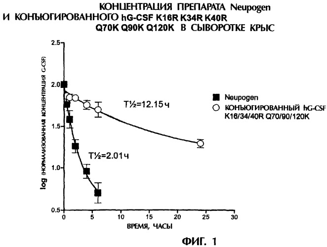 Конъюгаты g-csf (патент 2307126)
