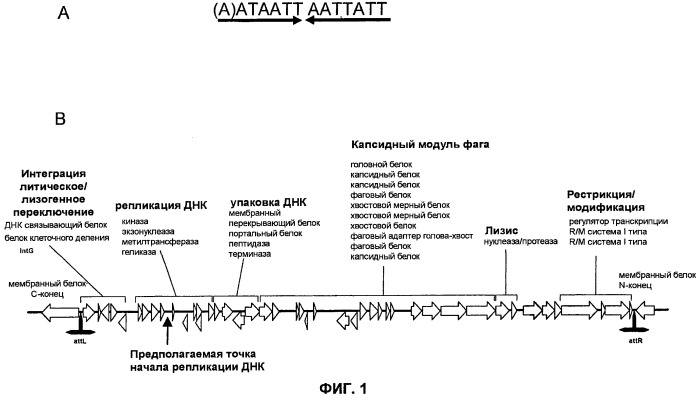 Полинуклеотиды и полипептиды фага φ-mru, и их применение (патент 2520738)