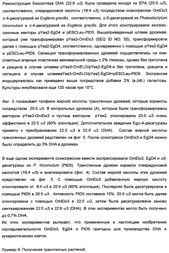 Способ получения полиненасыщенных кислот жирного ряда в трансгенных организмах (патент 2447147)